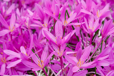 秋天或秋日Crocus秋天花园中图片