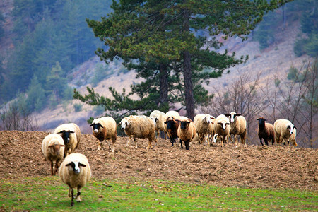 山地草原上大量羊群放图片