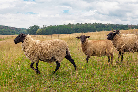 羊在农场的草地上的牧场上图片