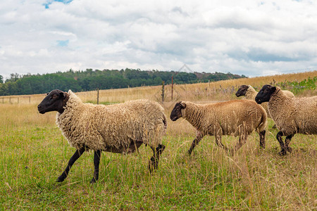 有机农场围中的羊图片