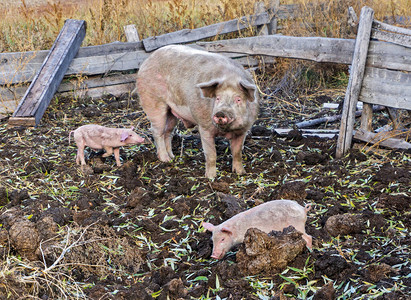 在农场养猪的家庭有图片
