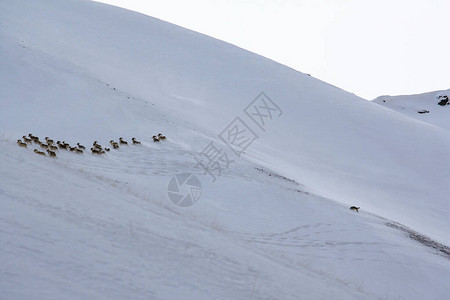 一只野狼在冬天追逐一群山羊一只狼在白雪皑的山坡上追逐一群盘羊狩猎图片