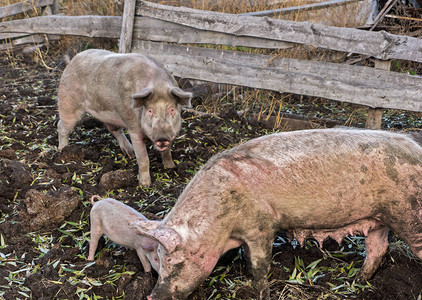 在农场养猪的家庭有图片