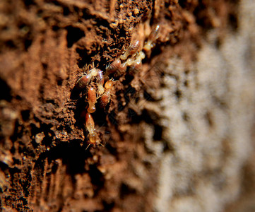 在萨尔瓦多市的木干上看到白蚁昆虫图片