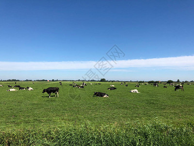 荷兰弗里斯兰的奶牛图片