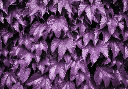 明亮的紫色常春藤自然背景常春藤叶子在墙上自然背景小图片