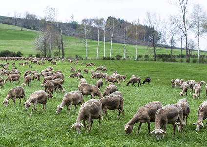 2017年4月15日法国农村绿草地上一大批羊群的详情1918年图片