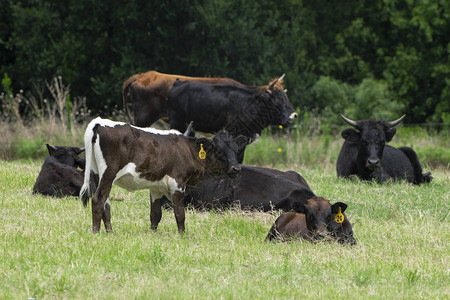 一只年轻深褐色的幼牛背部有条大胆的白条纹围在肚子上站在草地里与图片
