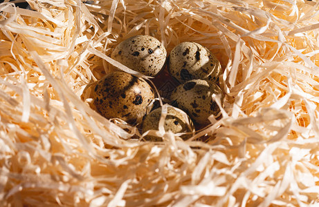 巢穴里有一群近身的蛋鸟蛋窝背景图片