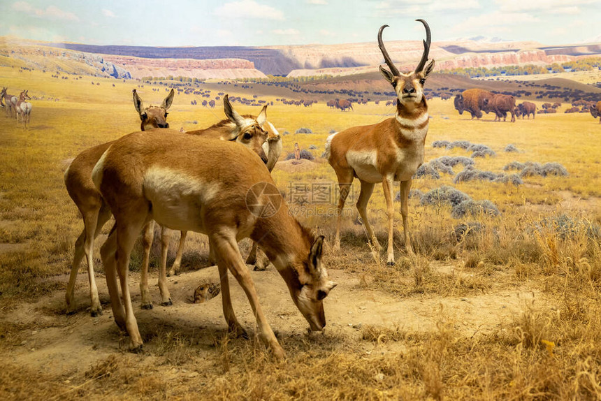 美国自然历史博物馆北美哺乳动物馆的叉角西洋镜图片