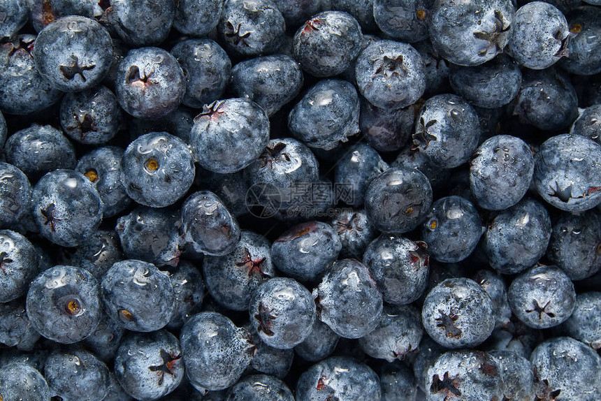 有机蓝莓背景新鲜的越橘从新鲜采摘的蓝莓的背图片