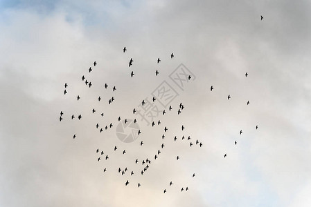 大群野生椋鸟在阴云密布的天空中飞翔图片