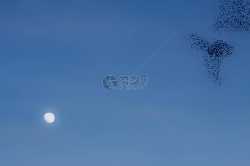 飞鸟和月亮蓝天空背景鸟类普通星系图片
