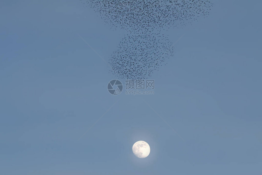 飞鸟和月亮蓝天空背景鸟类普通星系图片