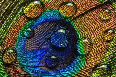 彩色孔雀羽毛上一滴水的特写视图背景图片
