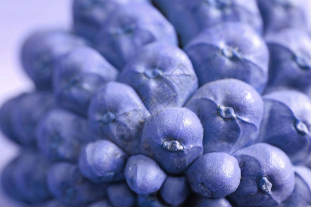 以紫蓝色有选择焦点和模糊背景的干松果底背景图片