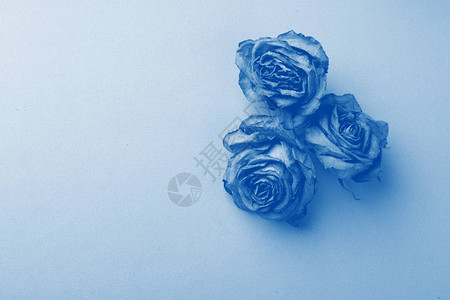 蓝色光滑背景的玫瑰花朵Tred单色图案复制图片