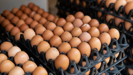 全世界批发鸡蛋每日食图片