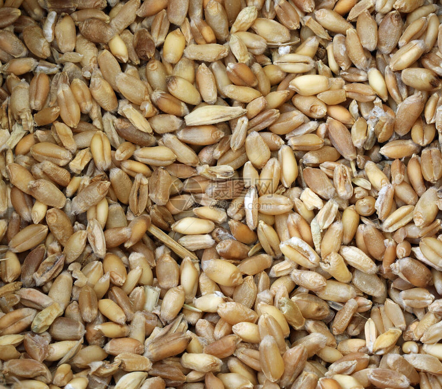多种小麦种子和更多种类的古老谷图片