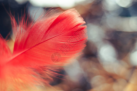 漂亮的红鸟羽毛在布基上设计图图片