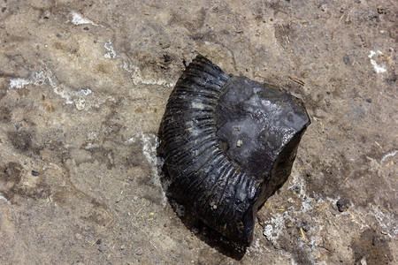 斯皮提河谷的侏罗纪时代一段断裂的史前氨基图片