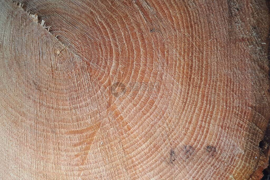 树尽头的纹理锯断的木头地板上的粗图片