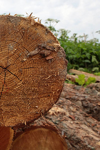 原木松树部分树特写旧粗糙深米色背景锯木厂图片