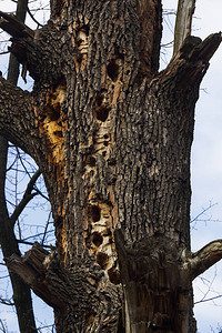 树枝洞口由碎石木鸟制背景图片