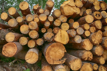 折叠干燥的锯木树干木纹堆图片