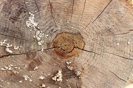 树干锯切上的年轮图片