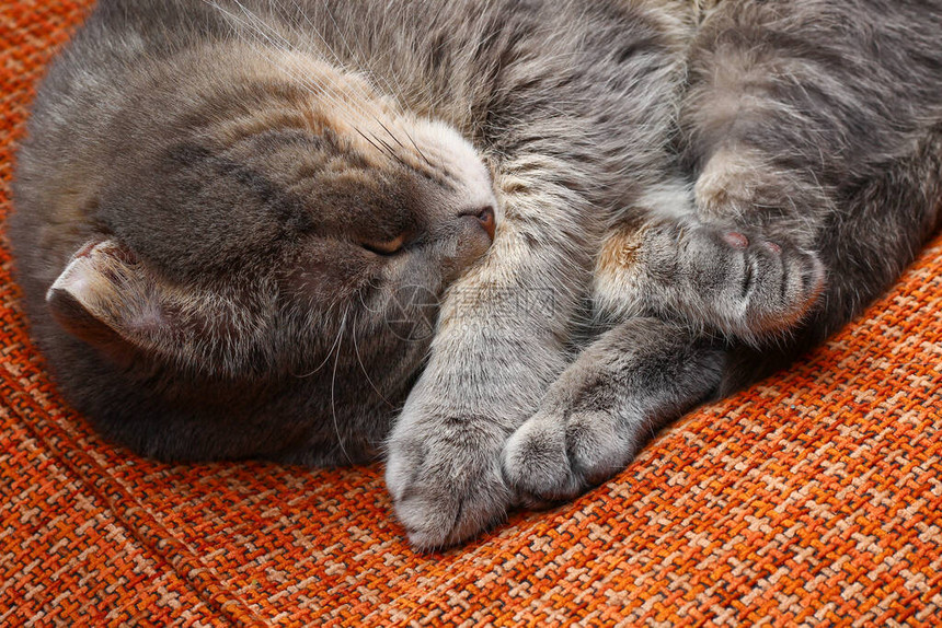 美丽的灰色苏格兰式折叠猫流行品种在沙图片