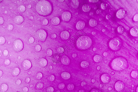 紫色宏花瓣上的水滴作为整图片