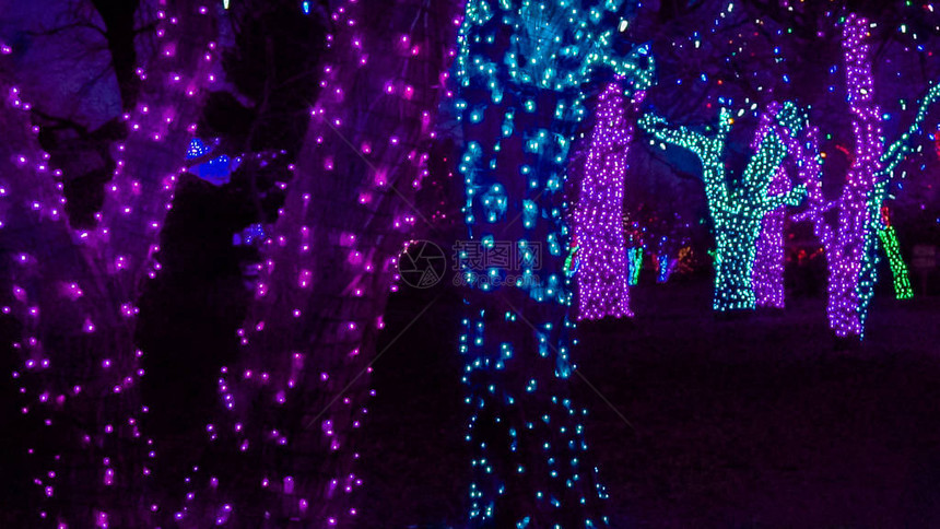 用蓝色和紫色圣诞灯装饰的树图片