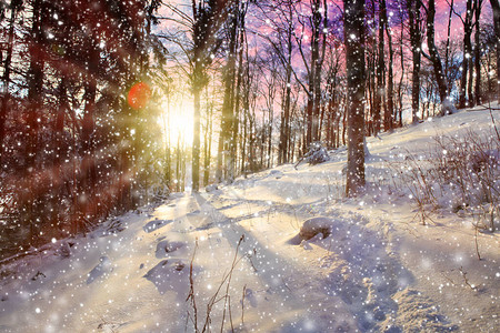 冬季森林景观中的阳光和雪图片