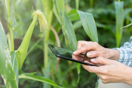 一位农民在田地里检查玉米图片