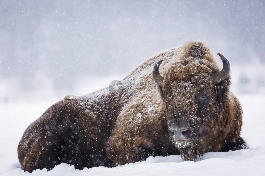 Bison或Aurochs在冬季在图片