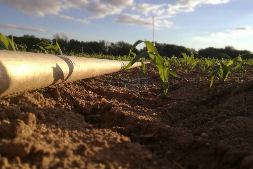 欧盟新农季的未来玉米芯设备人工降雨灌溉线图片