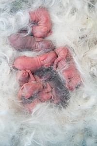 新出生的兔子在生完孩子后兔子妈头发图片