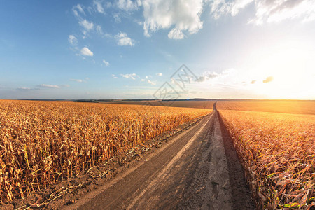 日落时土路将成熟玉米的大型农图片