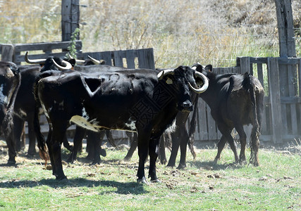 一群牛在西班牙畜牲图片