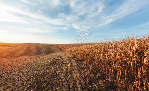 干燥成熟玉米大农田图片