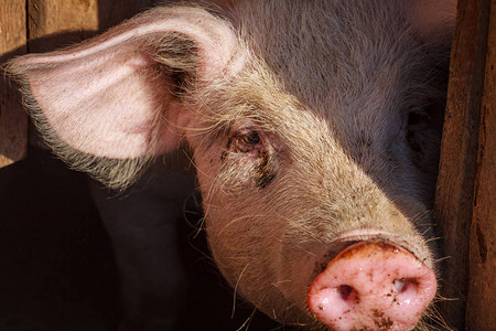 一只小猪向他的粉红色圆鼻子展示一只小猪图片