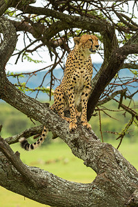 Cheetah坐在对图片
