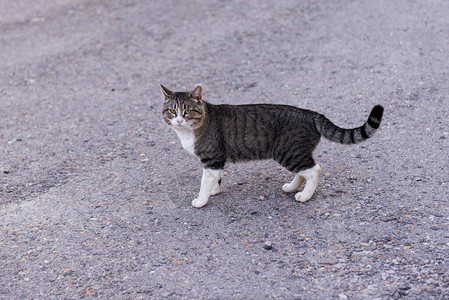 路上的流浪猫图片