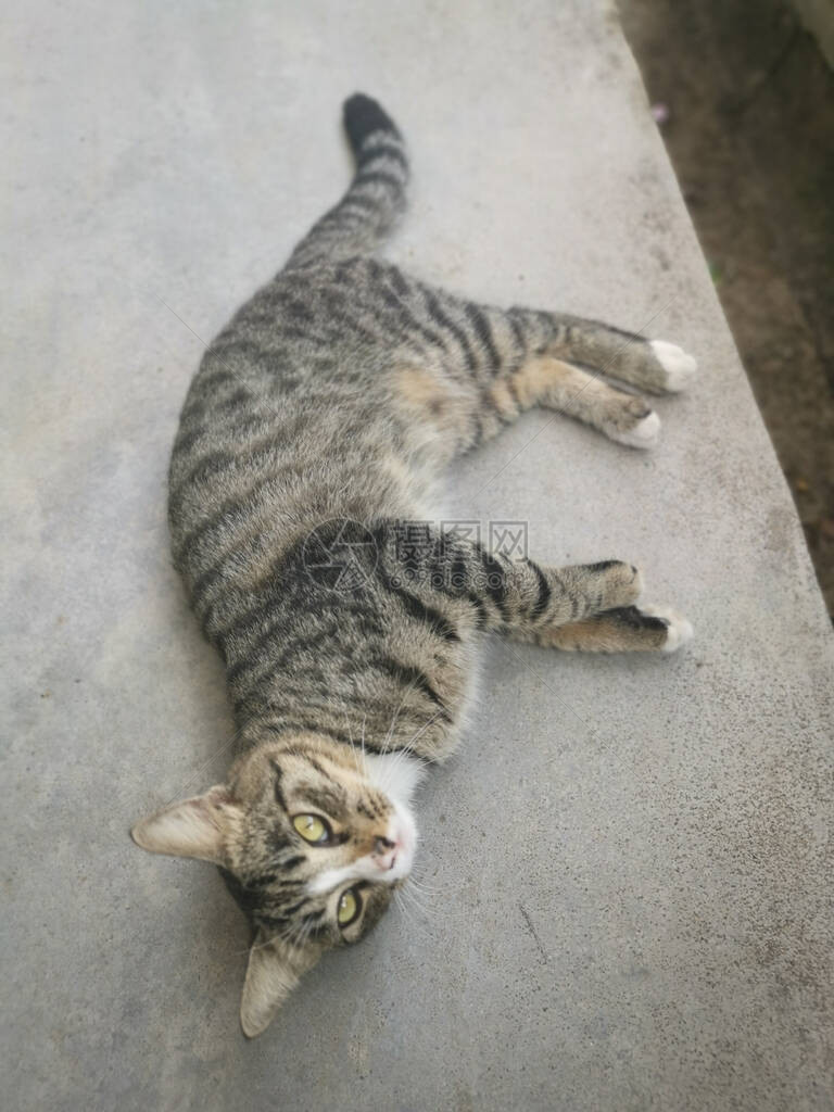 流浪友好顽皮的灰猫图片