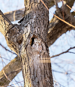 红色东ScreechOwl这个物种是其分布环境最原始的木材环境图片