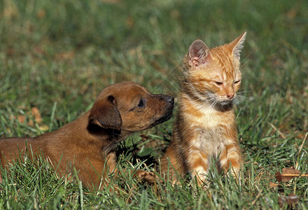 小狗与红虎斑家猫站在草地上图片