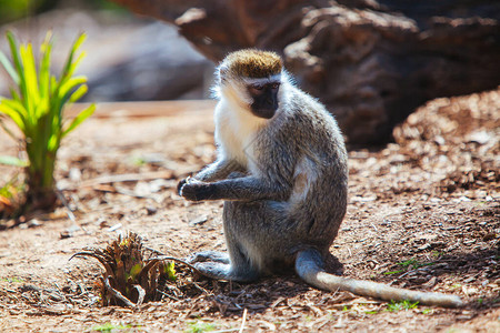 一只动脉猴子在坐树枝上图片