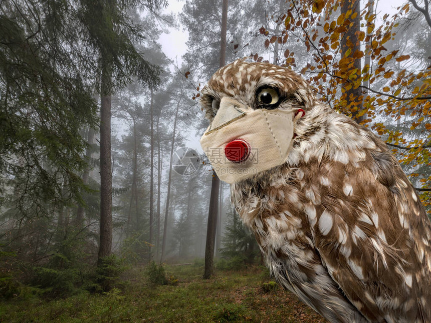 一只猫头鹰的肖像在雾林前配有防图片