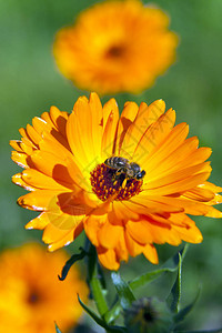橙色万寿菊花与坐着的蜜蜂观赏和药用植物万寿菊特写花园背景图片